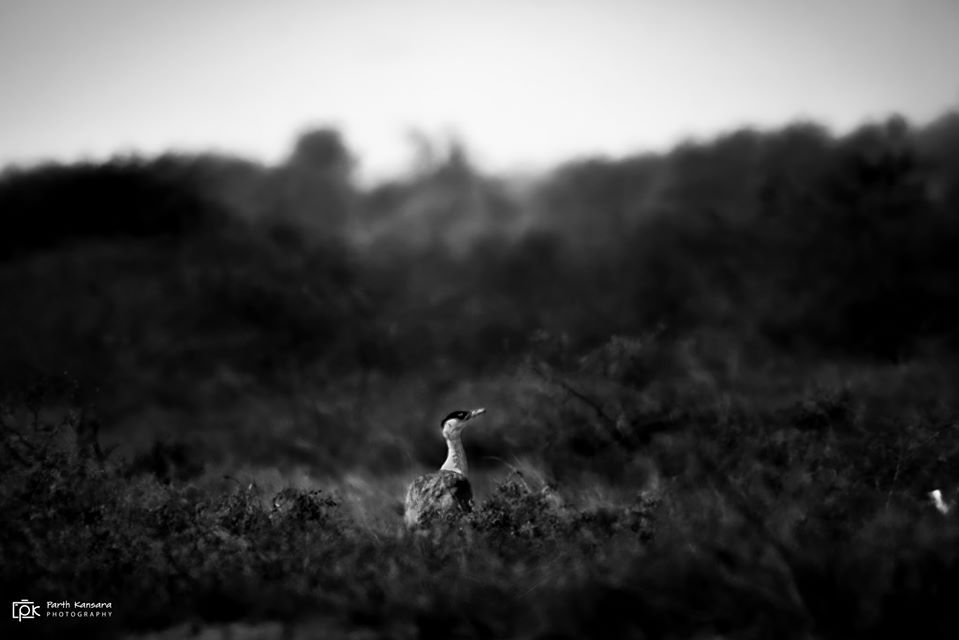 Great Indian Bustard